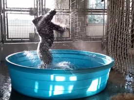 В американском зоопарке горилла танцует брейк-данс 