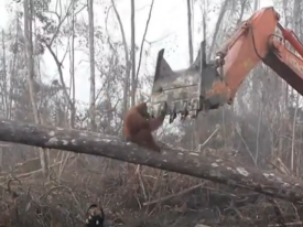 В Индонезии орангутанг попытался остановить бульдозер, валивший деревья 
