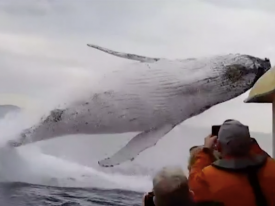 Выпрыгнувший рядом с лодкой кит шокировал туристов 