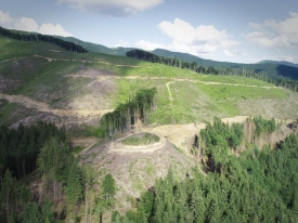 Голые Карпаты: сеть шокировало видео последствий вырубки лесов 