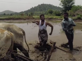 Сеть рассмешило видео новомодного флешмоба Kiki Challenge в исполнении индийских фермеров 