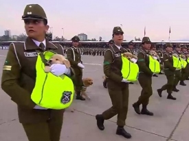 Сеть умилило видео с полицейскими, вышедшими на парад со щенками в сумочках