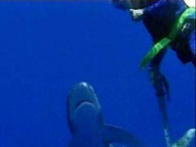 Аквалангист отбился от акулы камерой для подводной съемки
